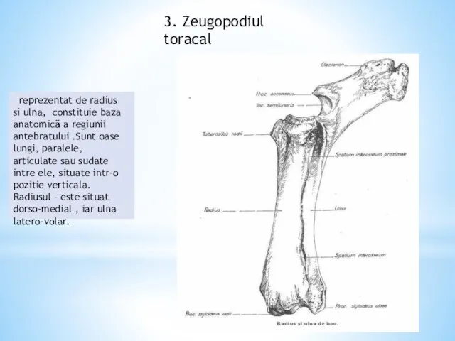 3. Zeugopodiul toracal reprezentat de radius si ulna, constituie baza anatomică