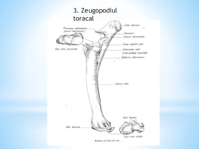 3. Zeugopodiul toracal