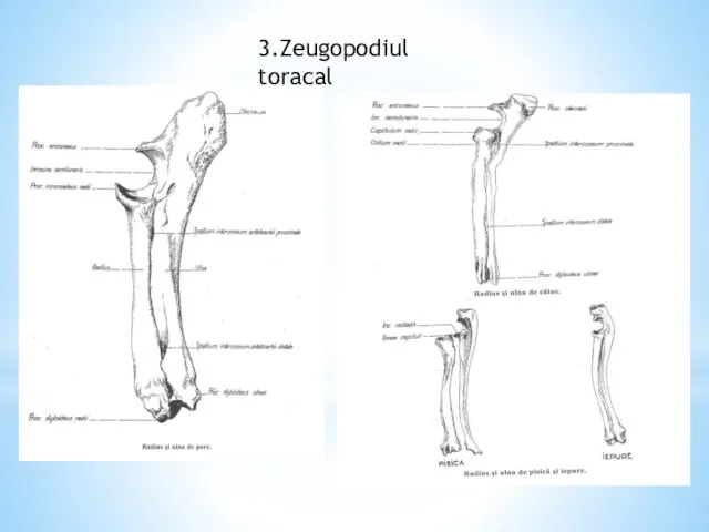 3.Zeugopodiul toracal