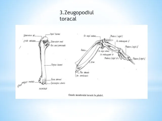 3.Zeugopodiul toracal