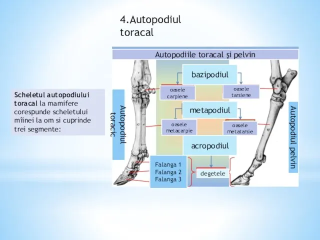 Scheletul autopodiului toracal la mamifere corespunde scheletului mîinei la om si