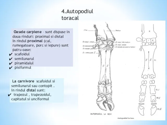 4.Autopodiul toracal Oasele carpiene – sunt dispuse in doua rinduri: proximal