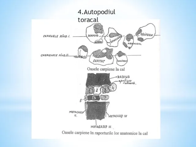 4.Autopodiul toracal