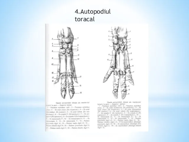 4.Autopodiul toracal