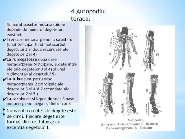 Numarul oaselor metacarpiene depinde de numarul degetelor, existind: Trei oase metacarpiene