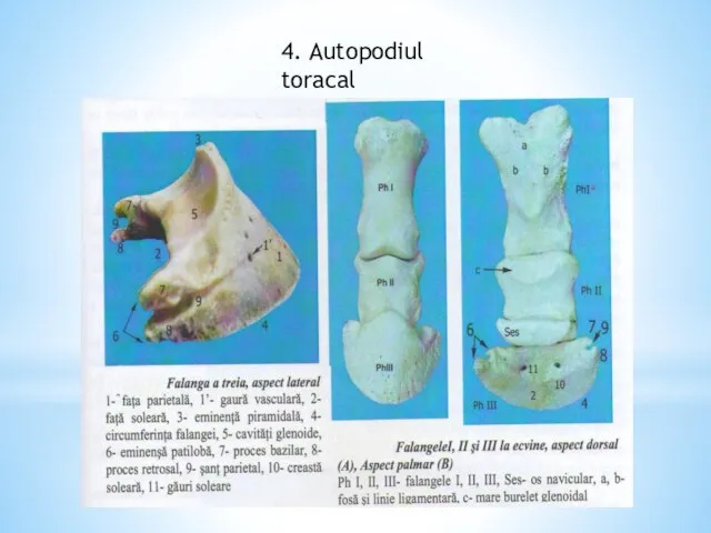 4. Autopodiul toracal