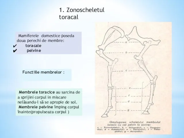 1. Zonoscheletul toracal Mamiferele domestice poseda doua perechi de membre: toracale