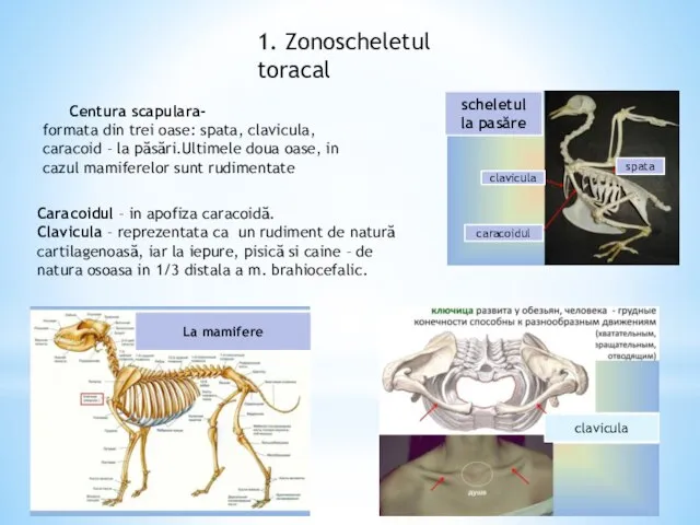 1. Zonoscheletul toracal Centura scapulara- formata din trei oase: spata, clavicula,