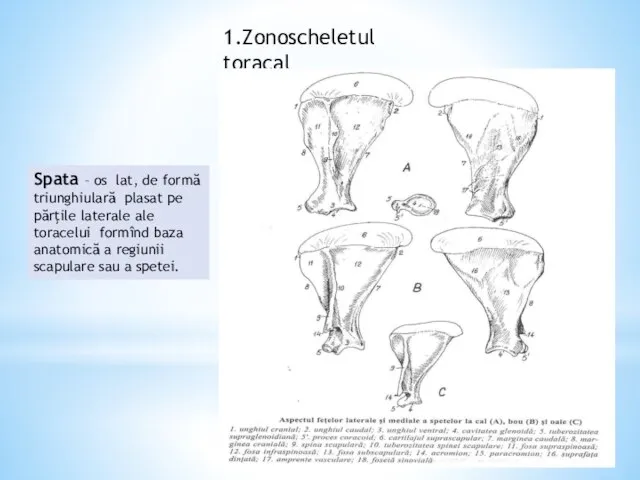 1.Zonoscheletul toracal Spata – os lat, de formă triunghiulară plasat pe