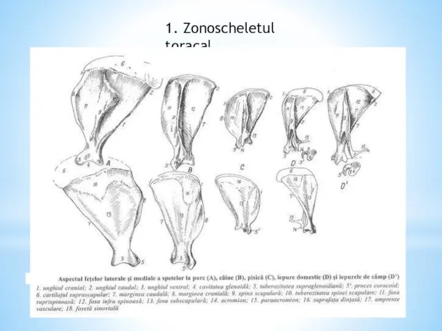 1. Zonoscheletul toracal