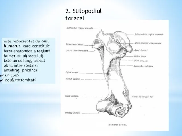 2. Stilopodiul toracal este reprezentat de osul humerus, care constituie baza