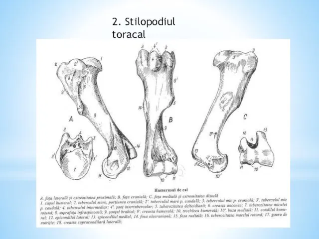 2. Stilopodiul toracal