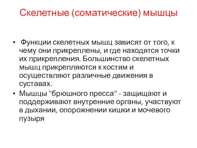 Скелетные (соматические) мышцы Функции скелетных мышц зависят от того, к чему