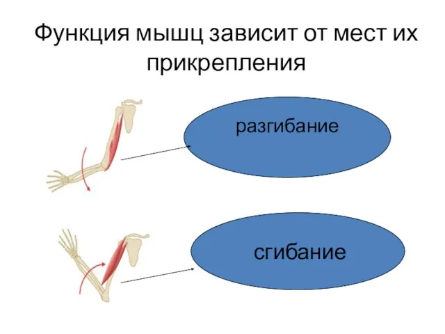 Функция мышц зависит от мест их прикрепления сгибание разгибание