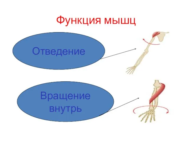 Функция мышц Отведение Вращение внутрь