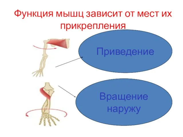 Функция мышц зависит от мест их прикрепления Приведение Вращение наружу