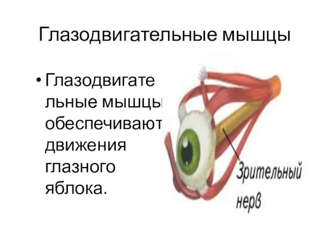 Глазодвигательные мышцы Глазодвигательные мышцы обеспечивают движения глазного яблока.