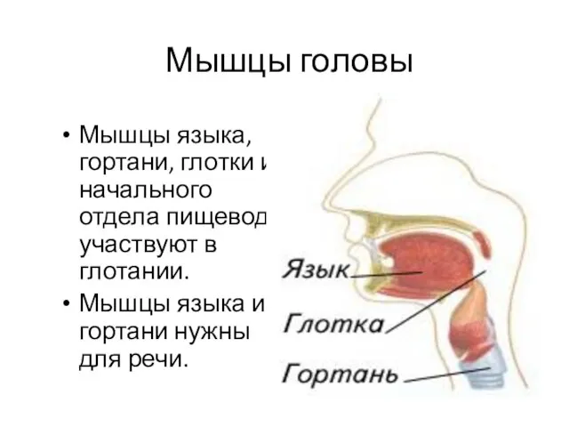 Мышцы головы Мышцы языка, гортани, глотки и начального отдела пищевода участвуют