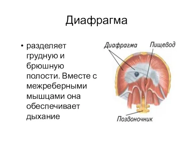 Диафрагма разделяет грудную и брюшную полости. Вместе с межреберными мышцами она обеспечивает дыхание