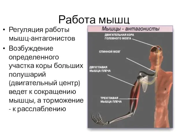 Работа мышц Регуляция работы мышц-антагонистов Возбуждение определенного участка коры больших полушарий