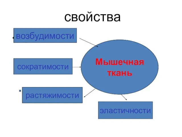 свойства Мышечная ткань возбудимости сократимости растяжимости эластичности