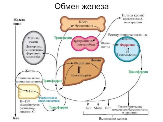 Обмен железа