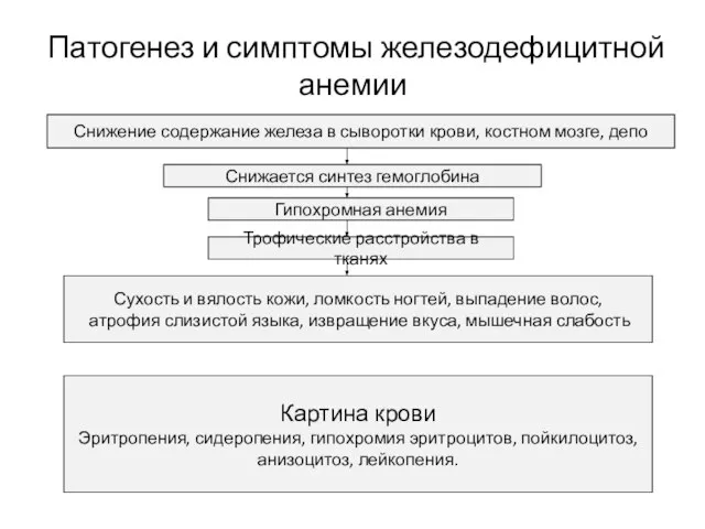 Патогенез и симптомы железодефицитной анемии Снижение содержание железа в сыворотки крови,