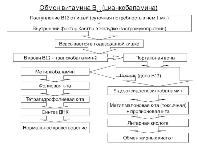 Обмен витамина В12 (цианкобаламина) Нормальное кроветворение Обмен жирных кислот Метилкобаламин Поступление