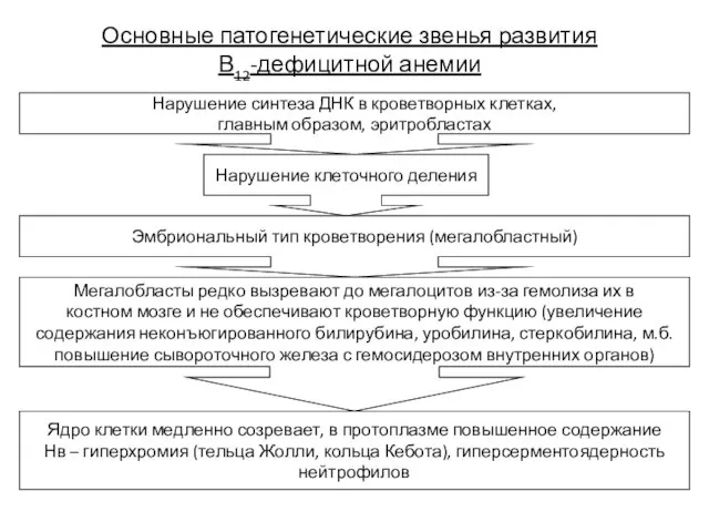 Основные патогенетические звенья развития В12-дефицитной анемии Нарушение синтеза ДНК в кроветворных