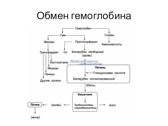 Обмен гемоглобина