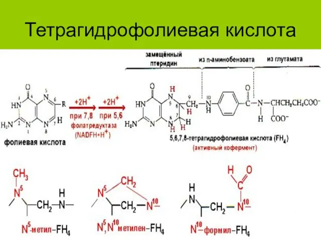 Тетрагидрофолиевая кислота