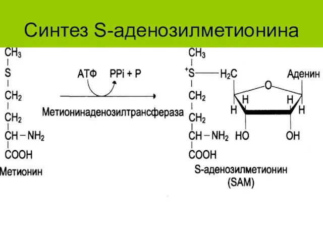 Синтез S-аденозилметионина