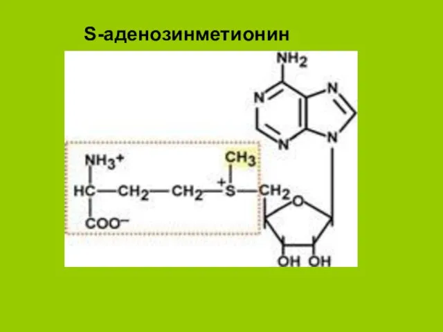 S-аденозинметионин