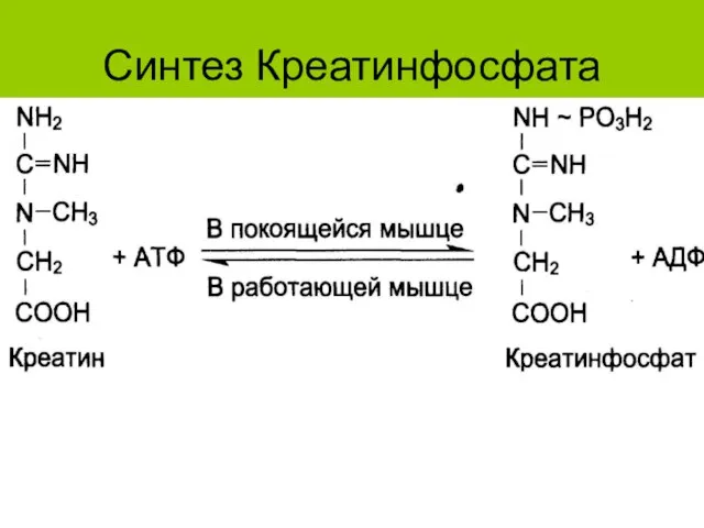 Синтез Креатинфосфата