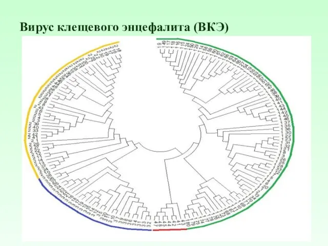 Вирус клещевого энцефалита (ВКЭ)