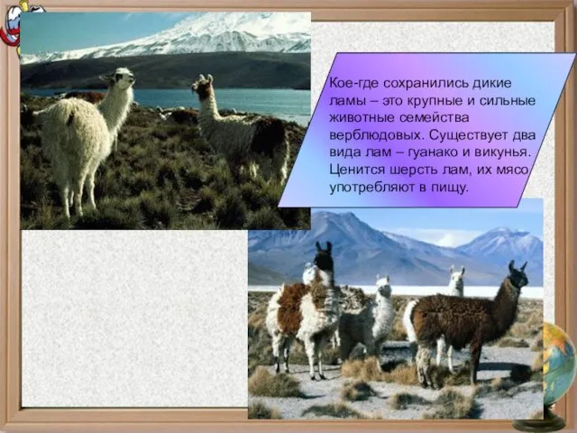 Кое-где сохранились дикие ламы – это крупные и сильные животные семейства