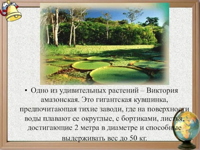 Одно из удивительных растений – Виктория амазонская. Это гигантская кувшинка, предпочитающая