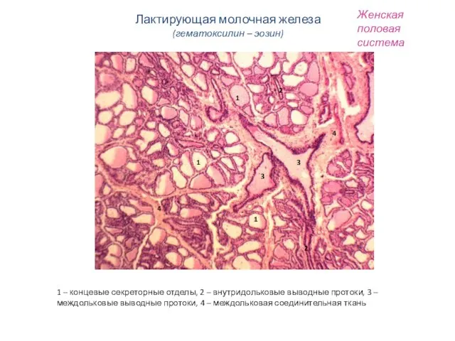 Женская половая система