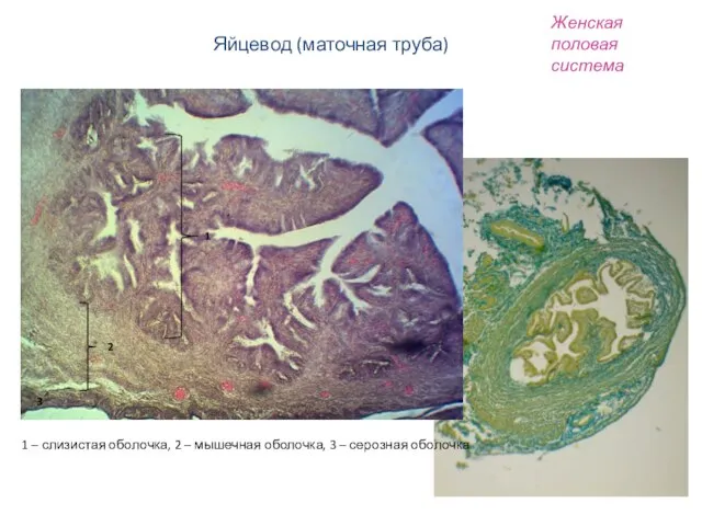 Женская половая система