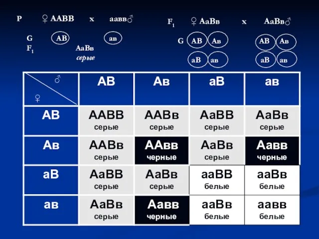 Р ♀ ААВВ х аавв♂ G АВ ав F1 АаВв серые