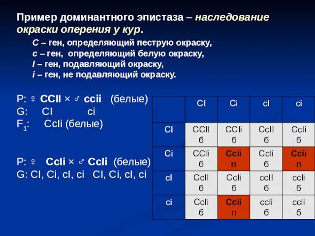 Пример доминантного эпистаза – наследование окраски оперения у кур. С –