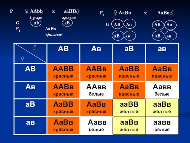 Р ♀ ААbb х ааBB♂ белые желтые G Аb аB F1