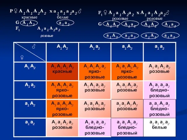 Р ♀ А 1 А 1 A 2A 2 х а