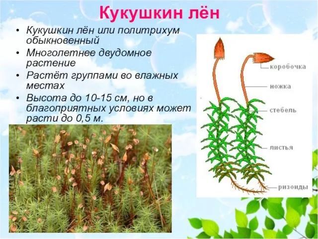 Кукушкин лён Кукушкин лён или политрихум обыкновенный Многолетнее двудомное растение Растёт