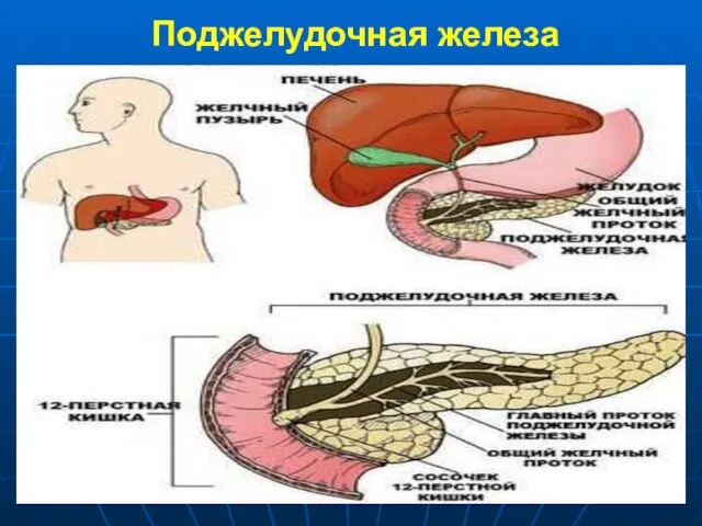 Поджелудочная железа Железа внешней и внутренней секреции, выделяющая поджелудочный (панкреатический) сок