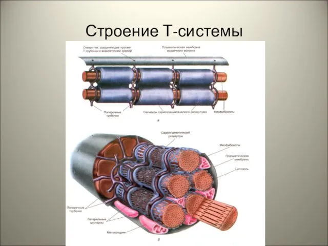 Строение Т-системы