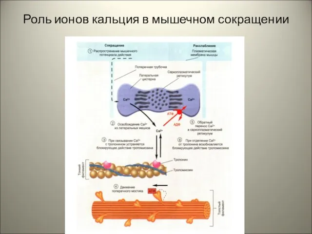 Роль ионов кальция в мышечном сокращении