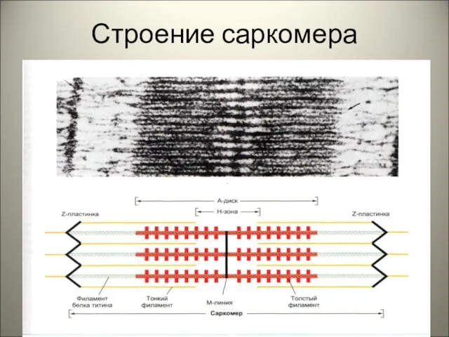 Строение саркомера