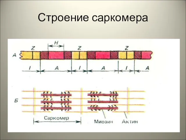 Строение саркомера