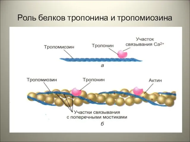 Роль белков тропонина и тропомиозина